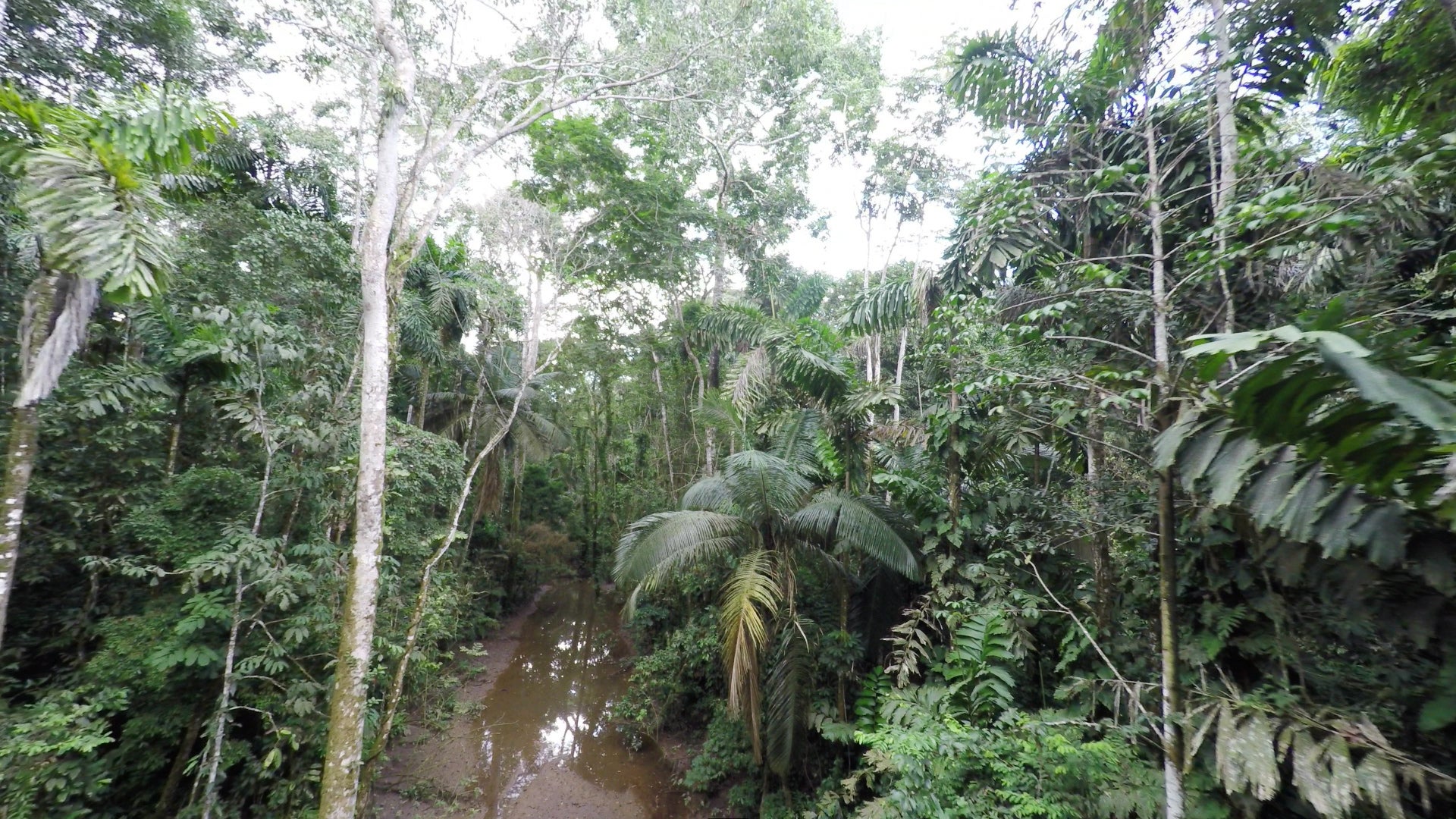 Scientists Warn the Shrinking Amazon Rainforest is Near Tipping Point