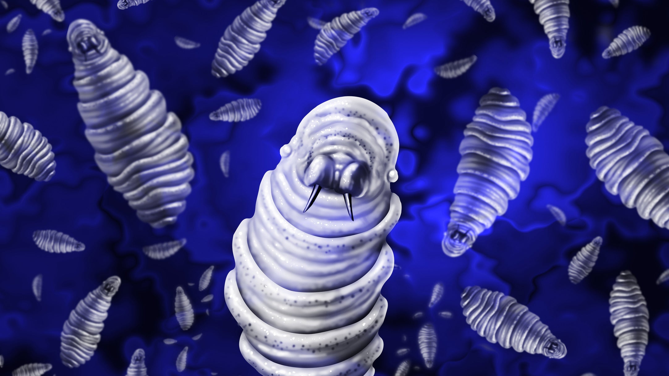 Screwworm illustration