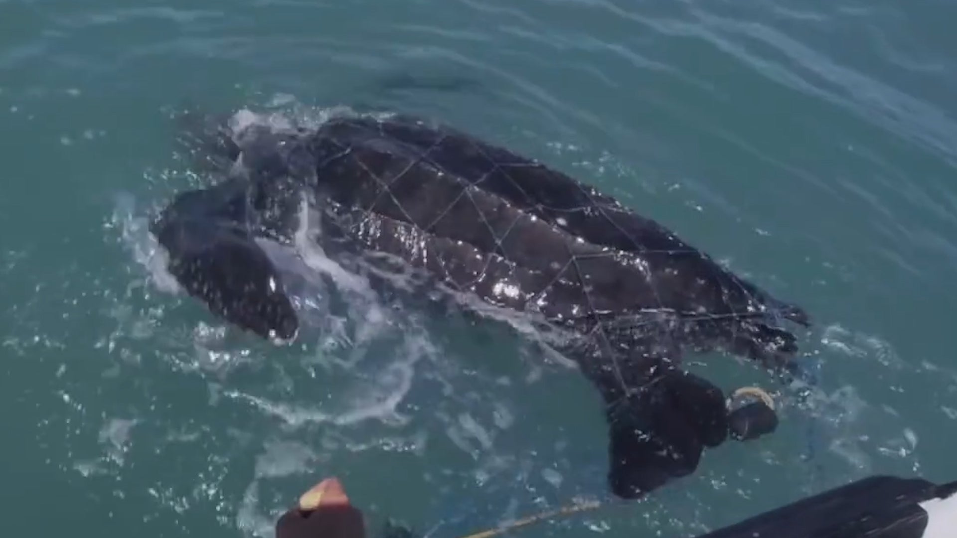 Sea Shepherd Saves Endangered Turtle