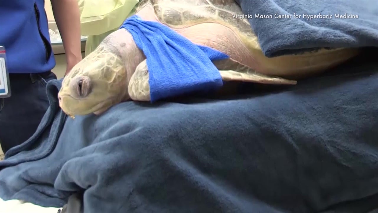 Sea Turtle Treated for ‘the Bends’