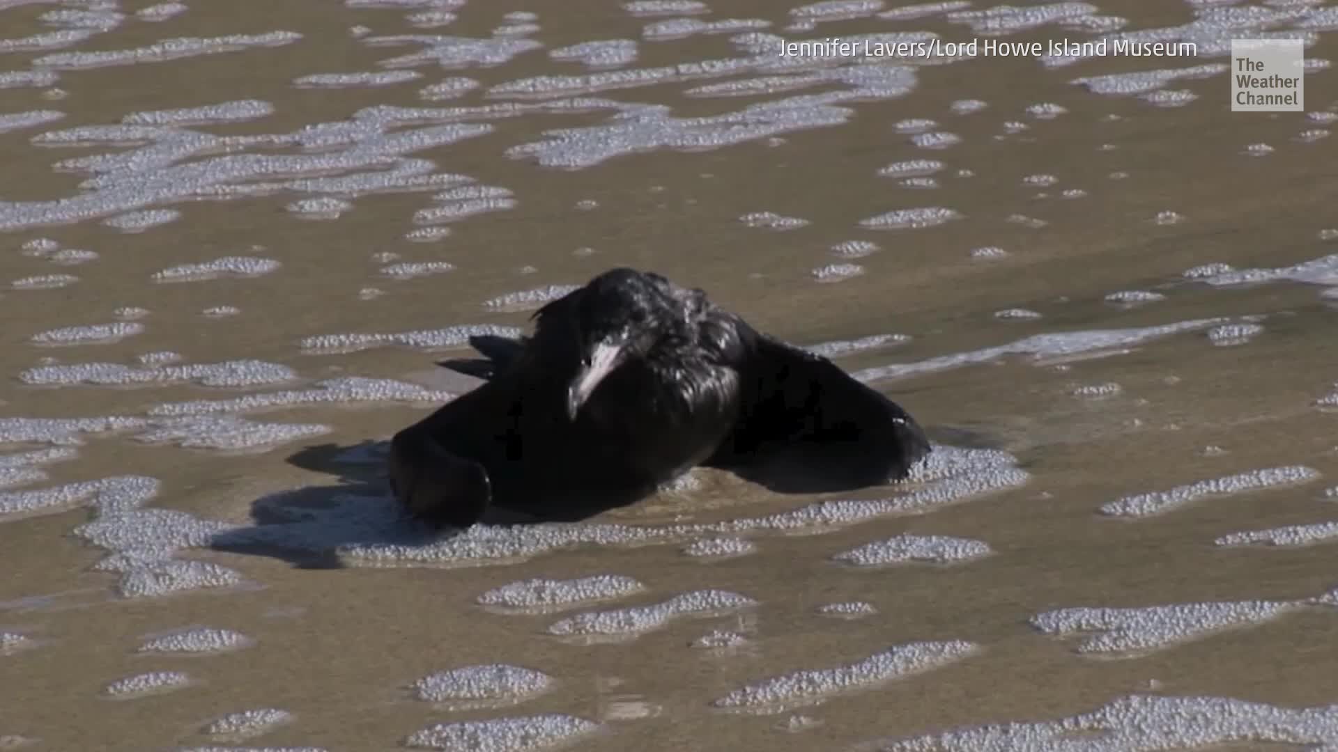 Seabirds Feeding Chicks Plastic Rather than Fish