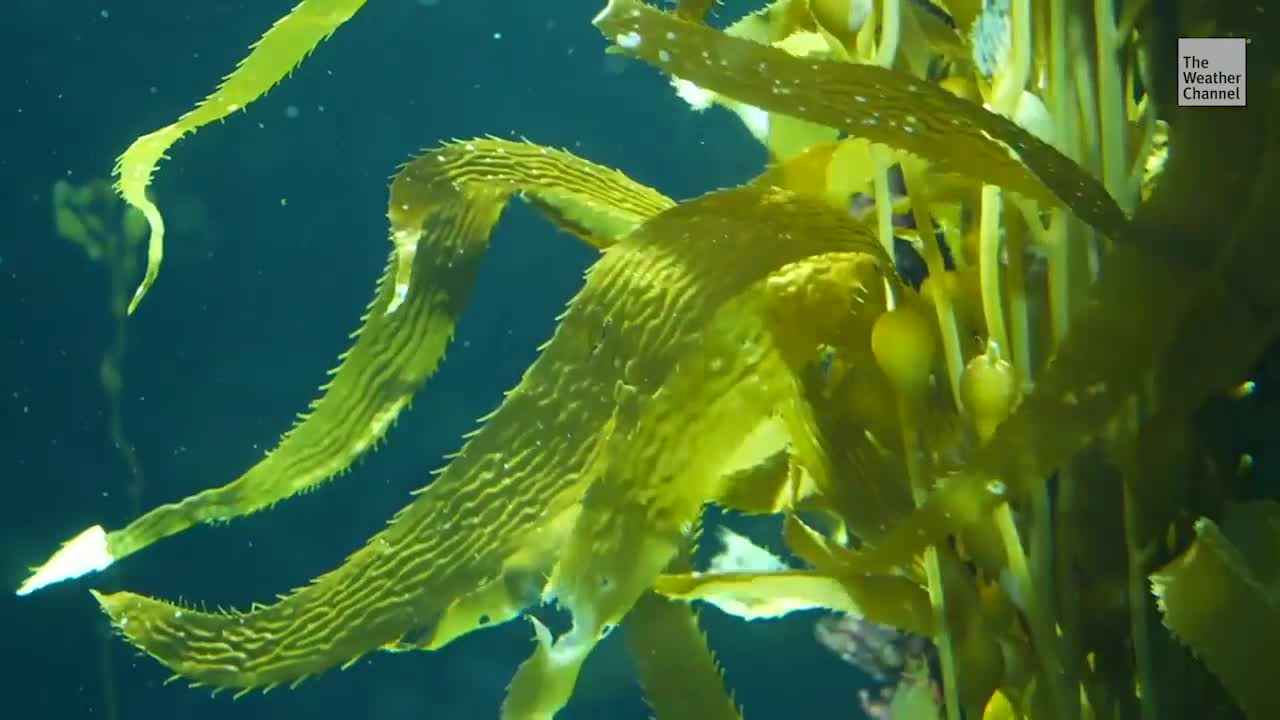 Seaweed May Be Solution to ‘Dead Zones,’ Study Finds