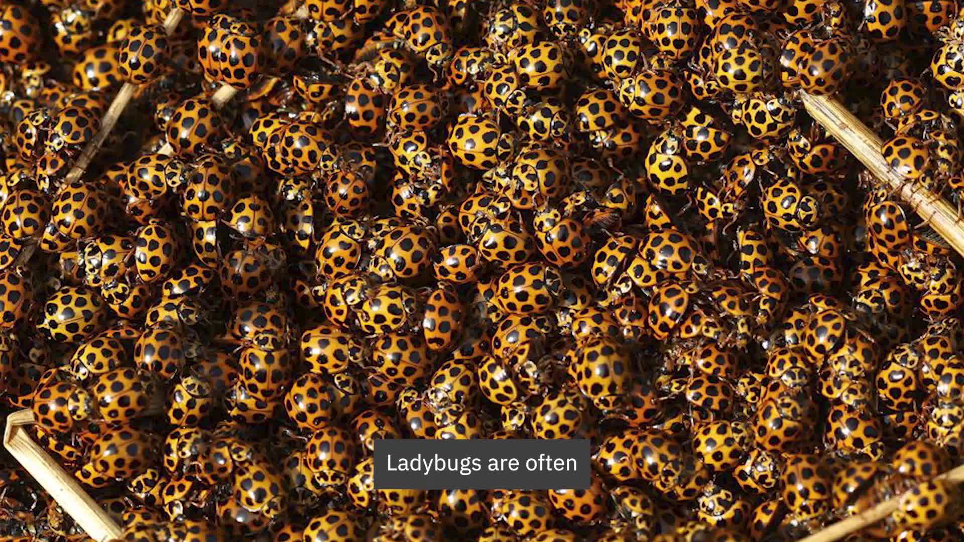 See How Swarms Of Ladybugs Are Overtaking Parts Of Australia