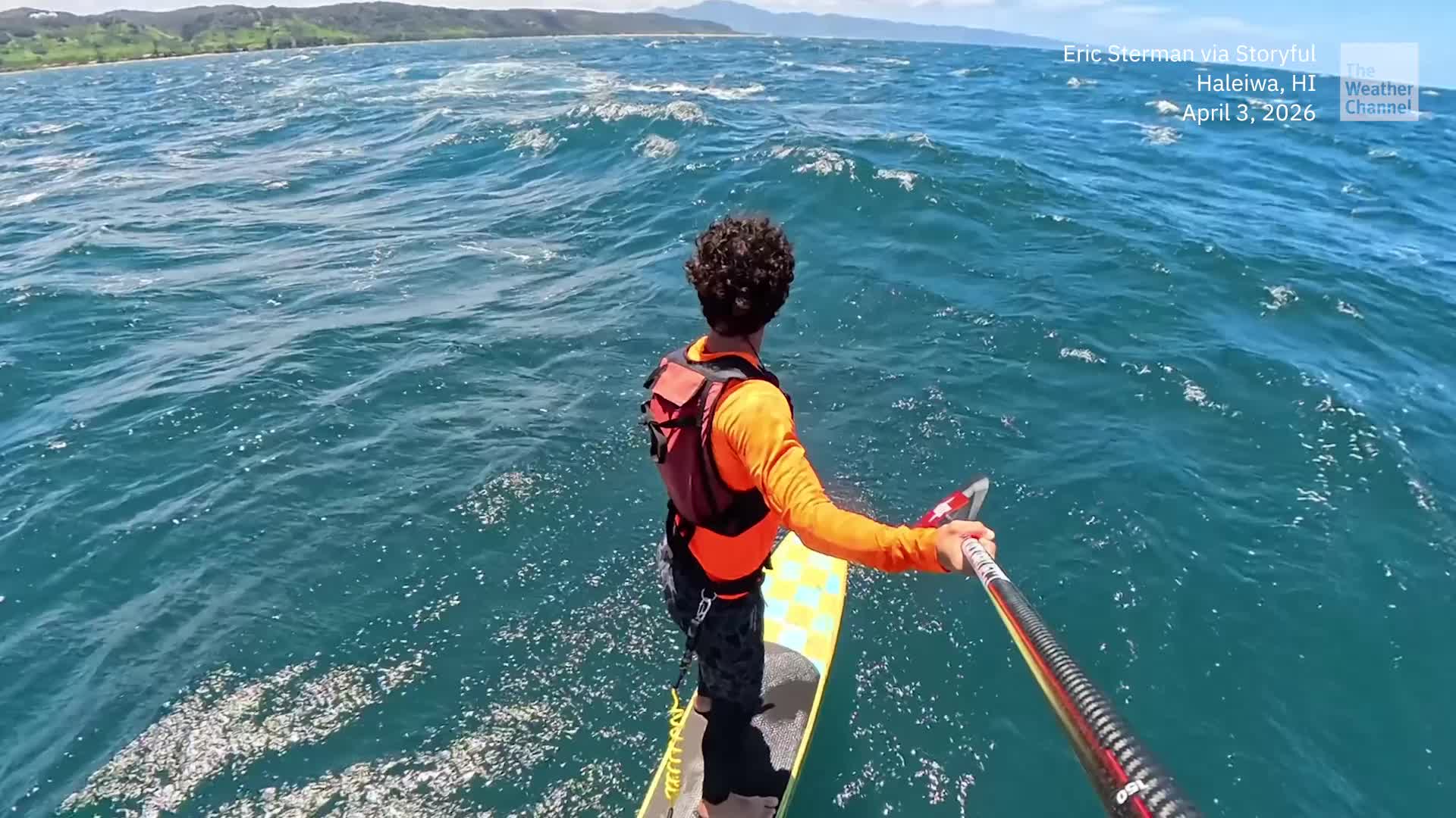 See It: Whale Greets A Hydrofoil Surfer In Hawaii