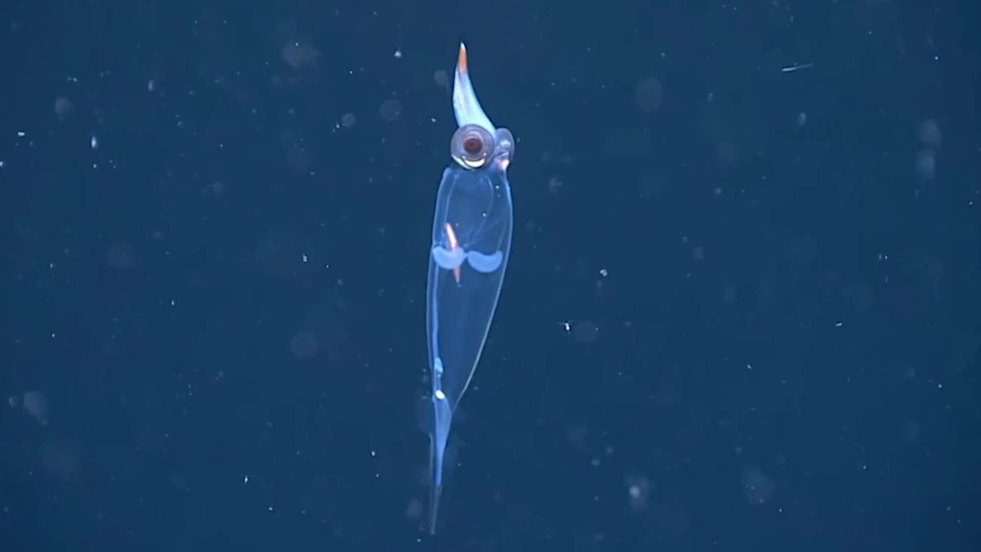 See-Through Glass Squid With Red Eyes Found In Deep Sea