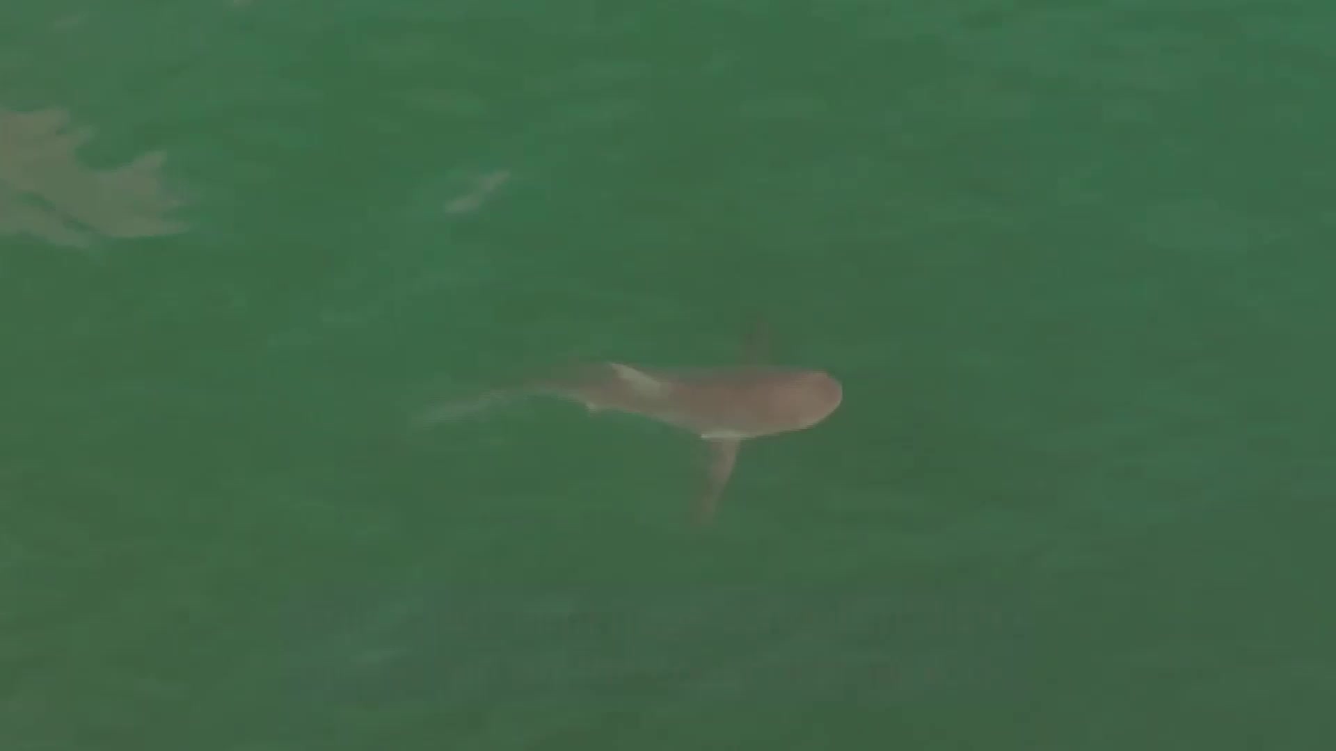 Shark Seen On The Hunt Just Off New York Beach