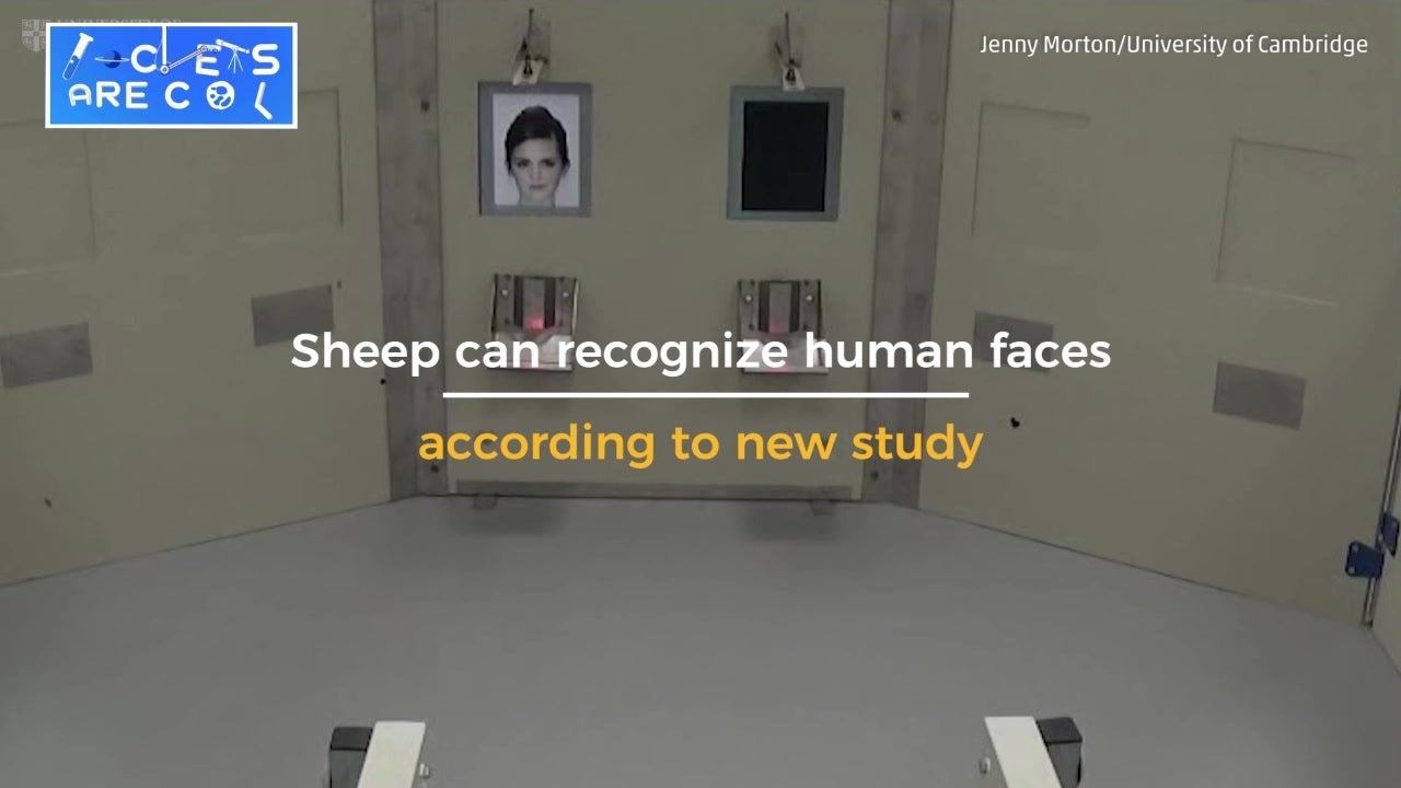Sheep Can Recognize Human Faces