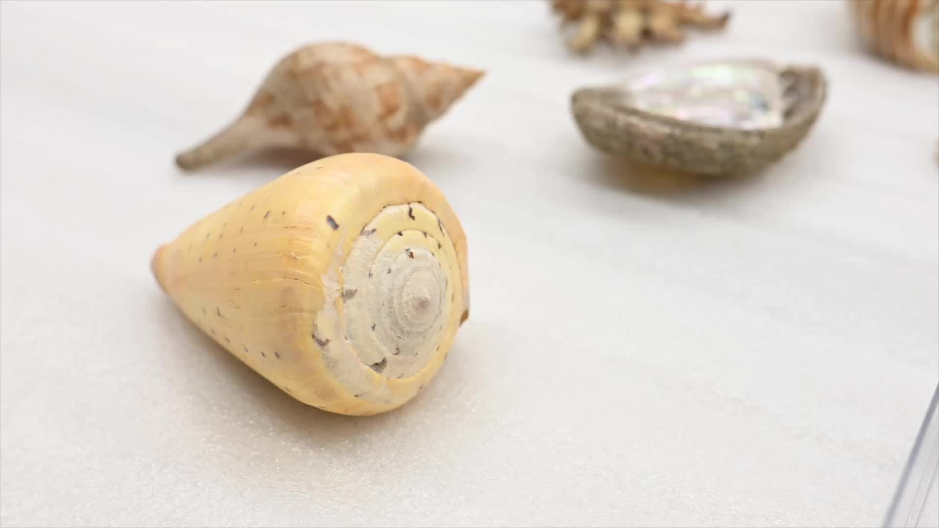 Shells From Captain Cook&rsquo;s Final Voyage On Display