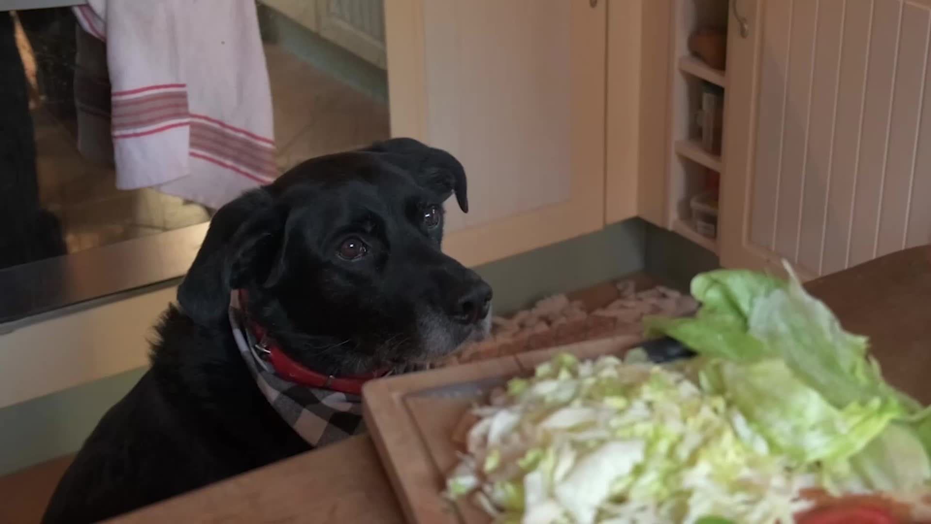 Should Pets Go Vegan? It Could Benefit The Environment