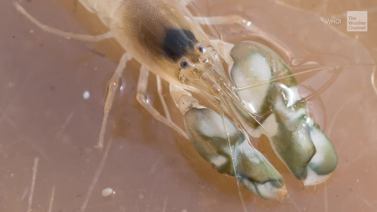 Shrimp May Make Ocean Louder in Warming Climate