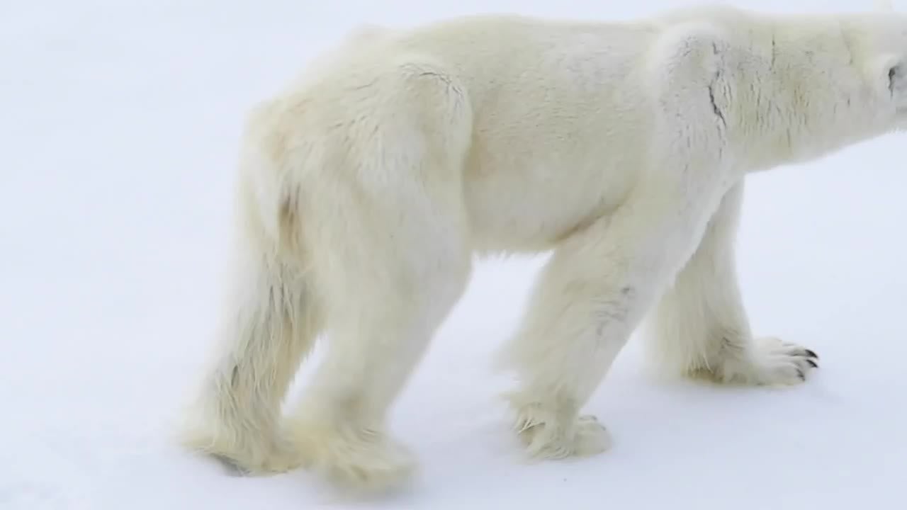 Shrinking Sea Ice Is Shrinking Polar Bears, Too