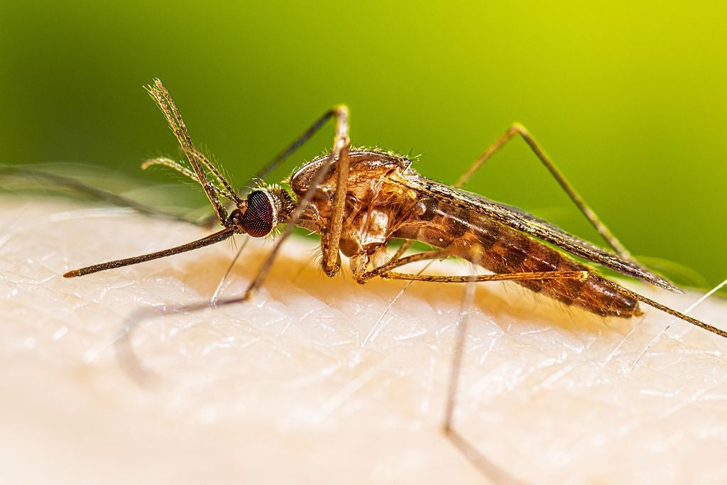 A female mosquito feeds on human skin. Only females bite, and in the U.S., Culex species are the primary carriers of West Nile virus.