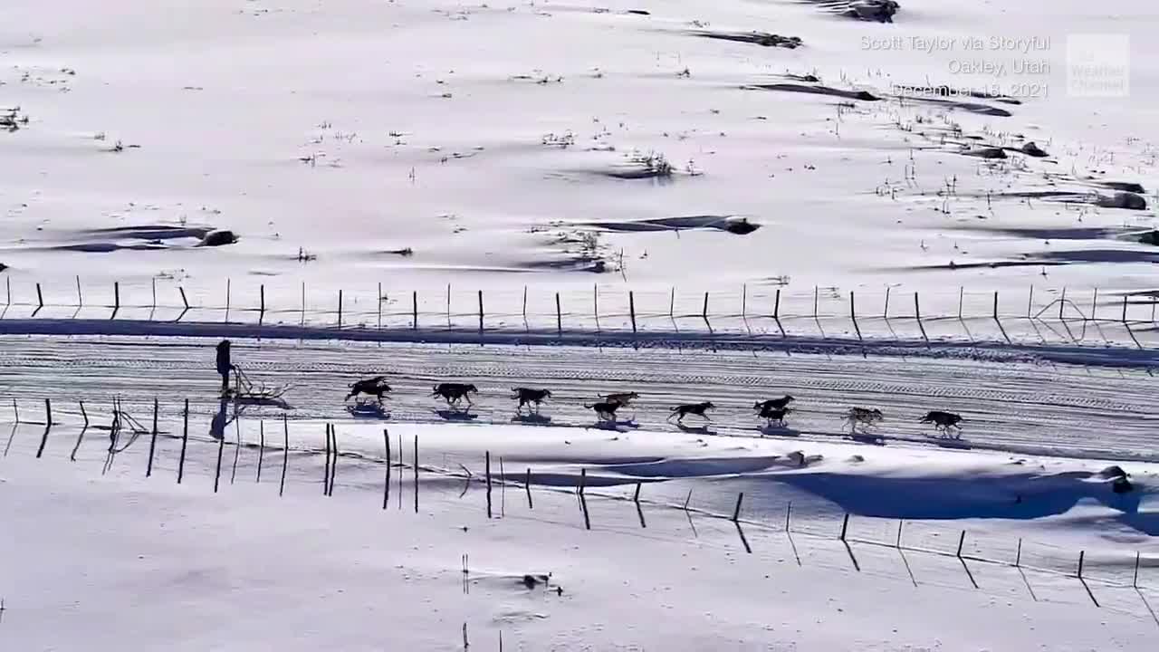 Sled Dogs Dash Through the Snow in Style