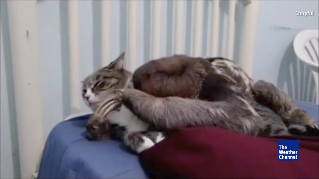 Sloth Loves Cat