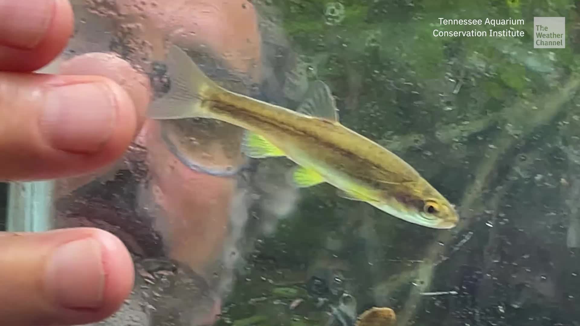 Small Town Rallies To Save Their Official Fish, Laurel Dace
