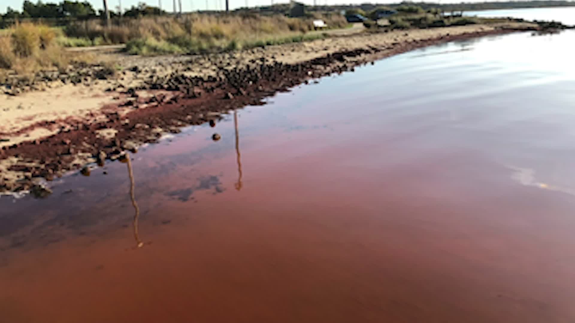 Smelly Seaweed Along NY Coast Could Be Toxic