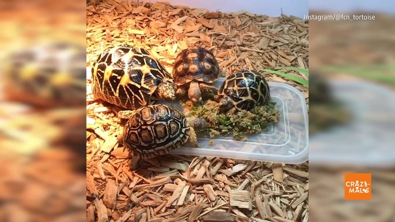 Snack Time for Tortoises