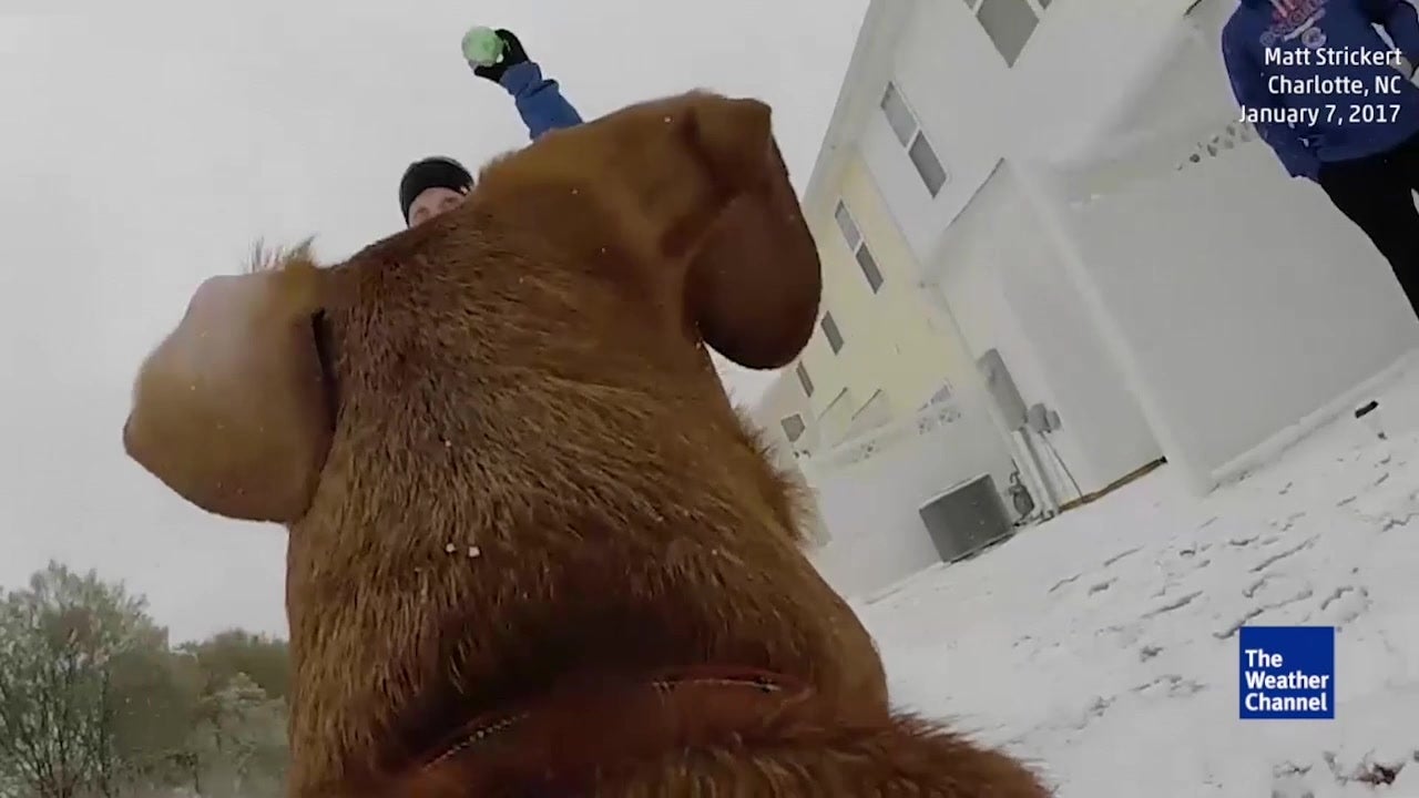 Snow Day in the South from a Dog's Perspective