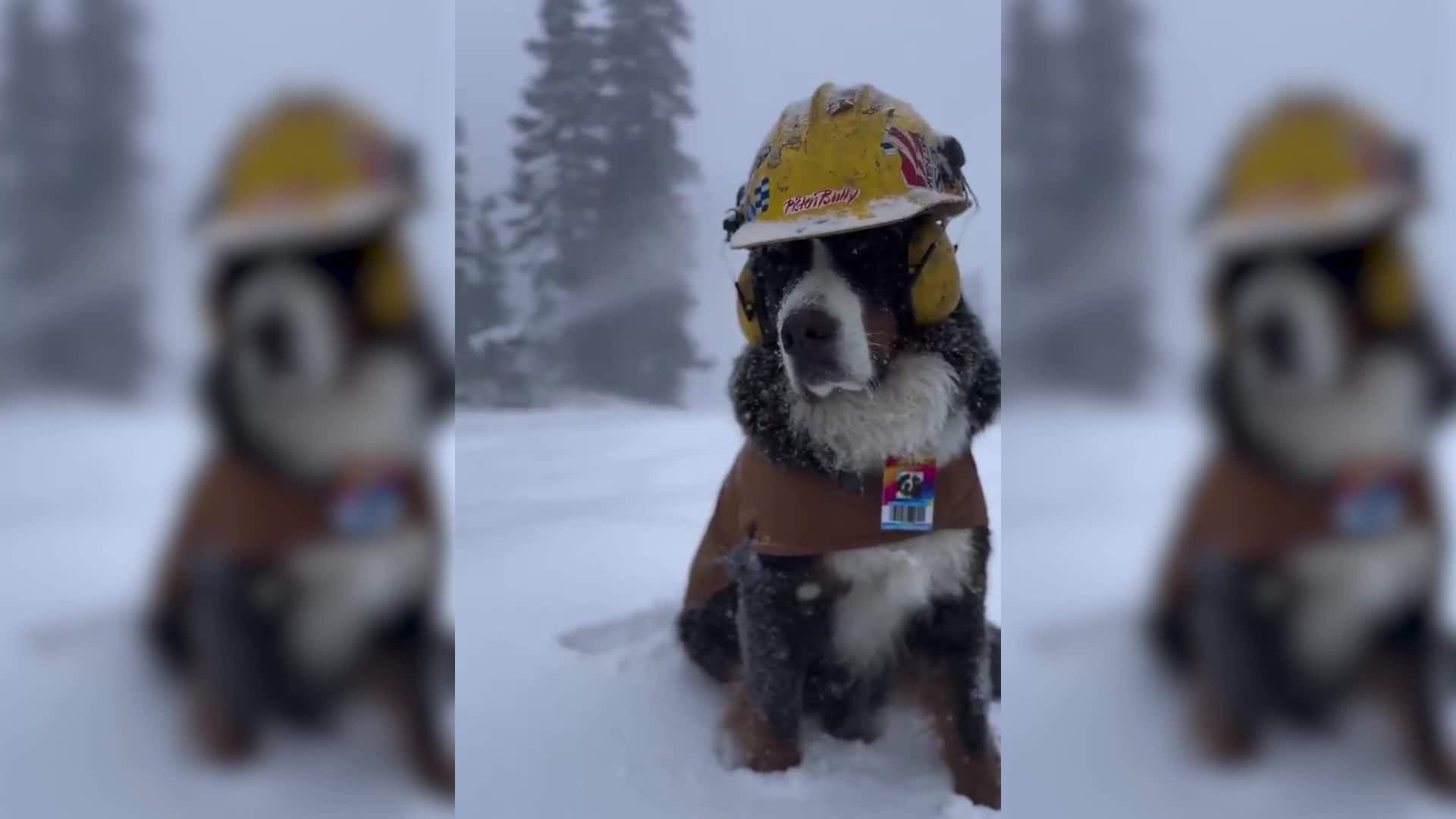 Snow Dog &lsquo;Mayor&rsquo; Is Ready For Ski Season In Colorado
