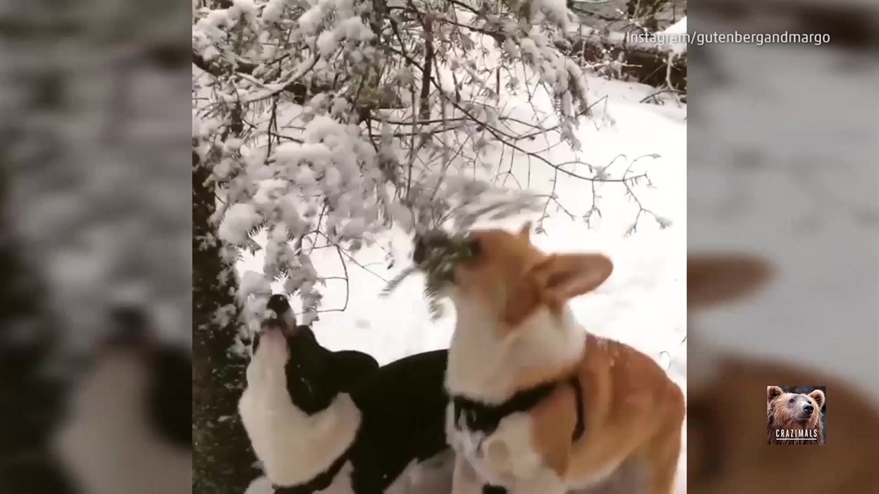 Snow Falls From Branch Onto Corgis