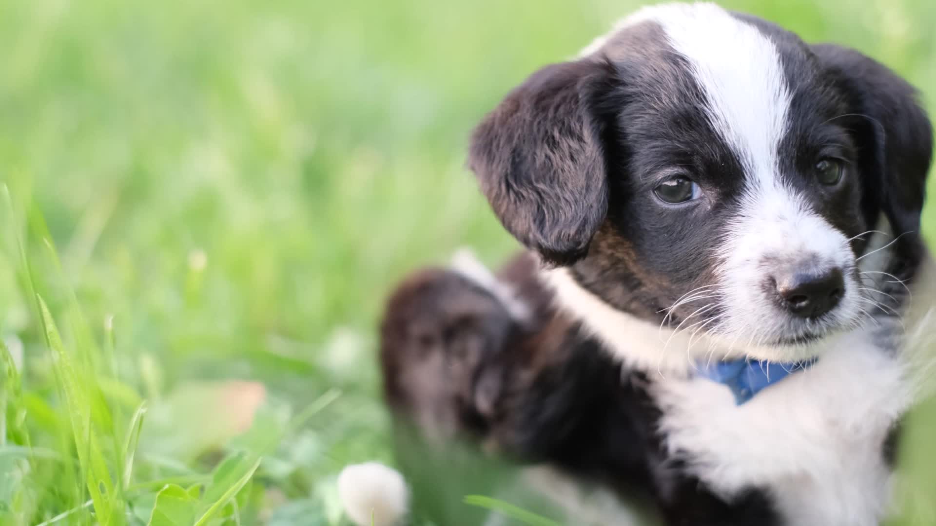 Some Springtime Allergies That Can Irritate Your Dog