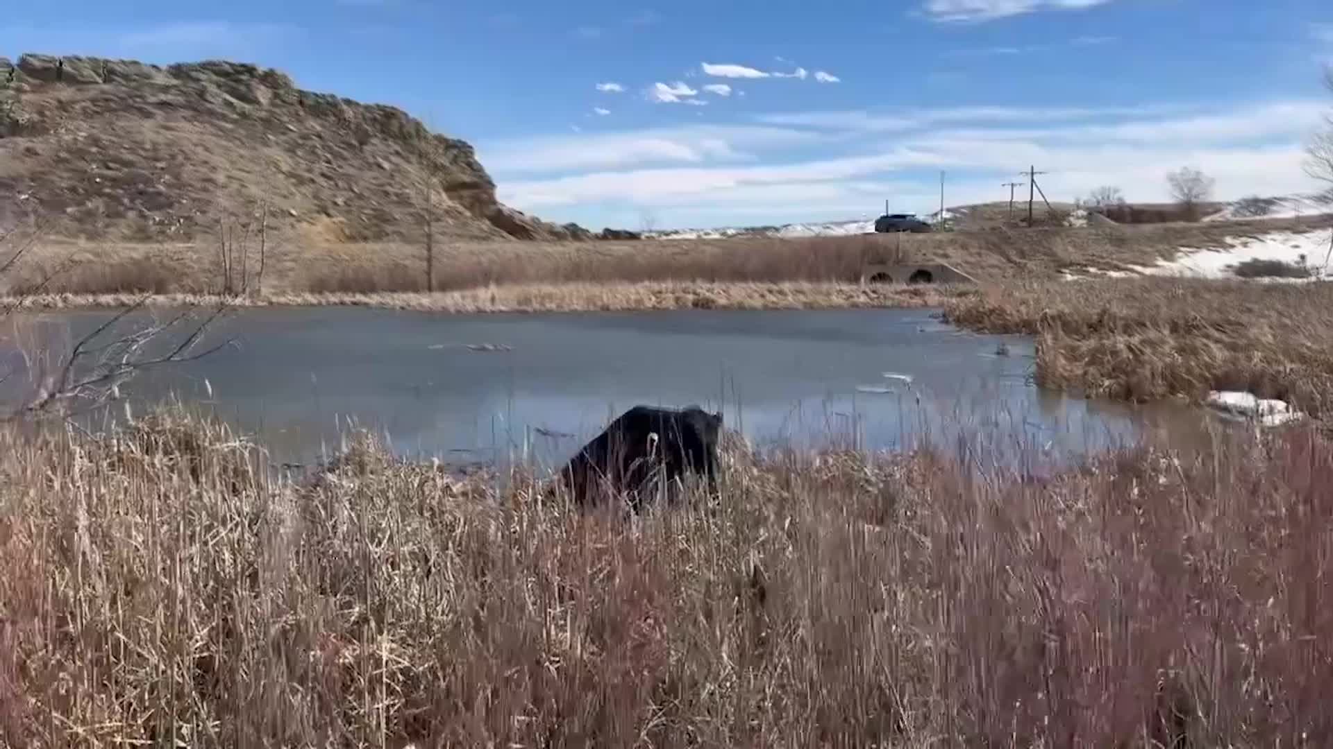Someone&rsquo;s Pet Bull Got Loose (Then Stuck) In Colorado