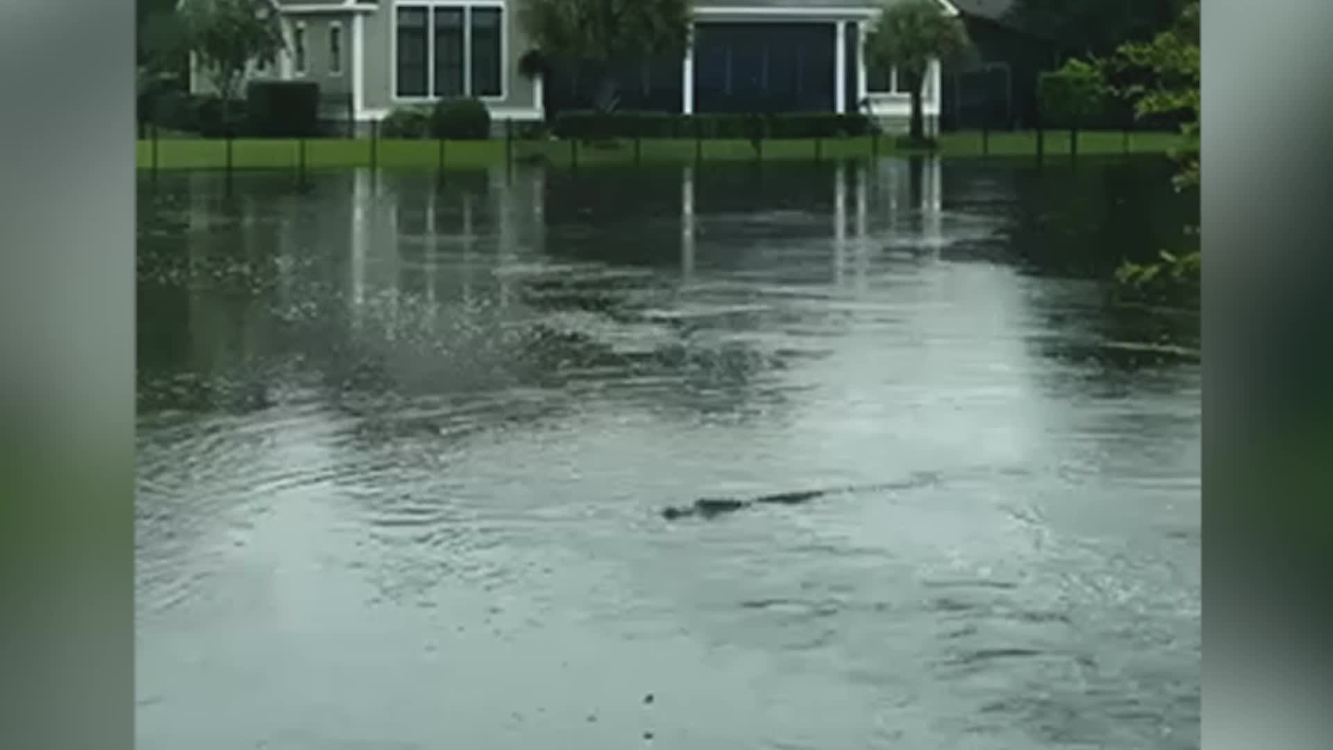 South Carolina Resident Finds Gator Lurking In Floodwaters