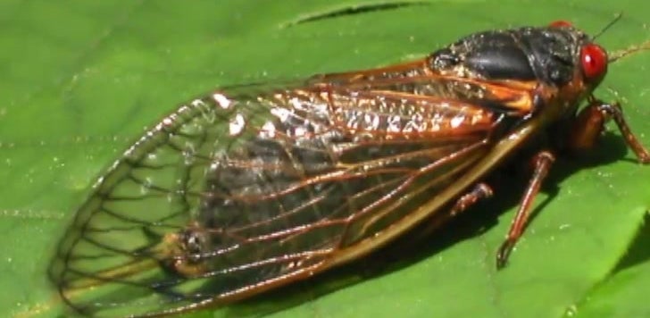 Southeast Braces for Cicadas’ Return