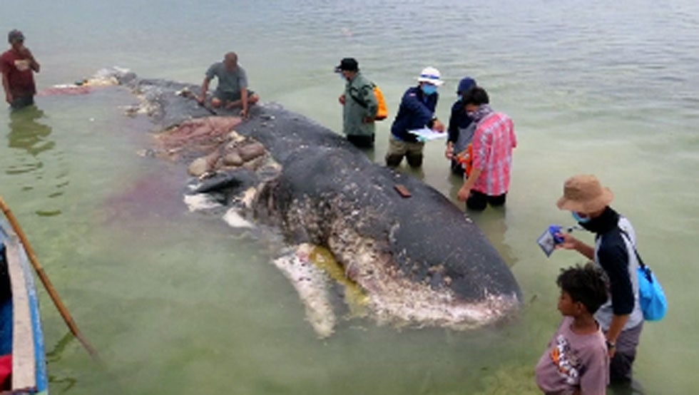 Sperm Whale in Indonesia Had 1,000+ Pieces of Plastic in Stomach