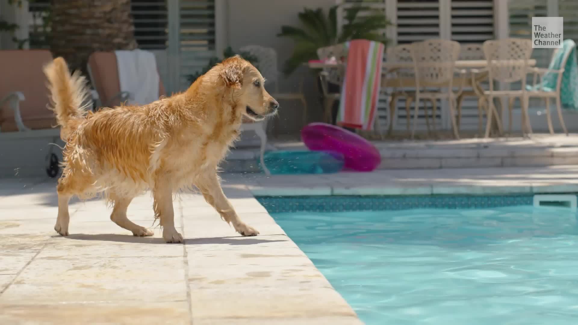 Splish Splash! Pup&rsquo;s Guide To Summer Swimming Safety