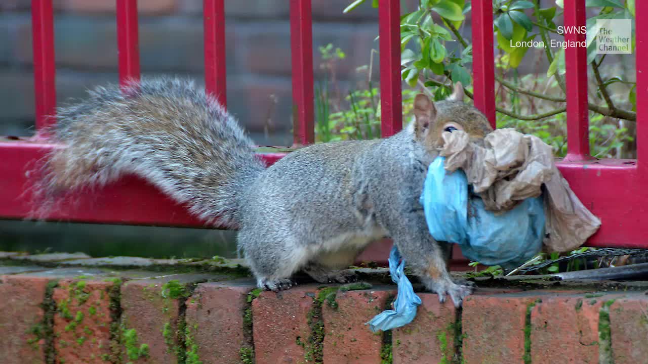 Squirrels Building Nests with Plastic Pollution?