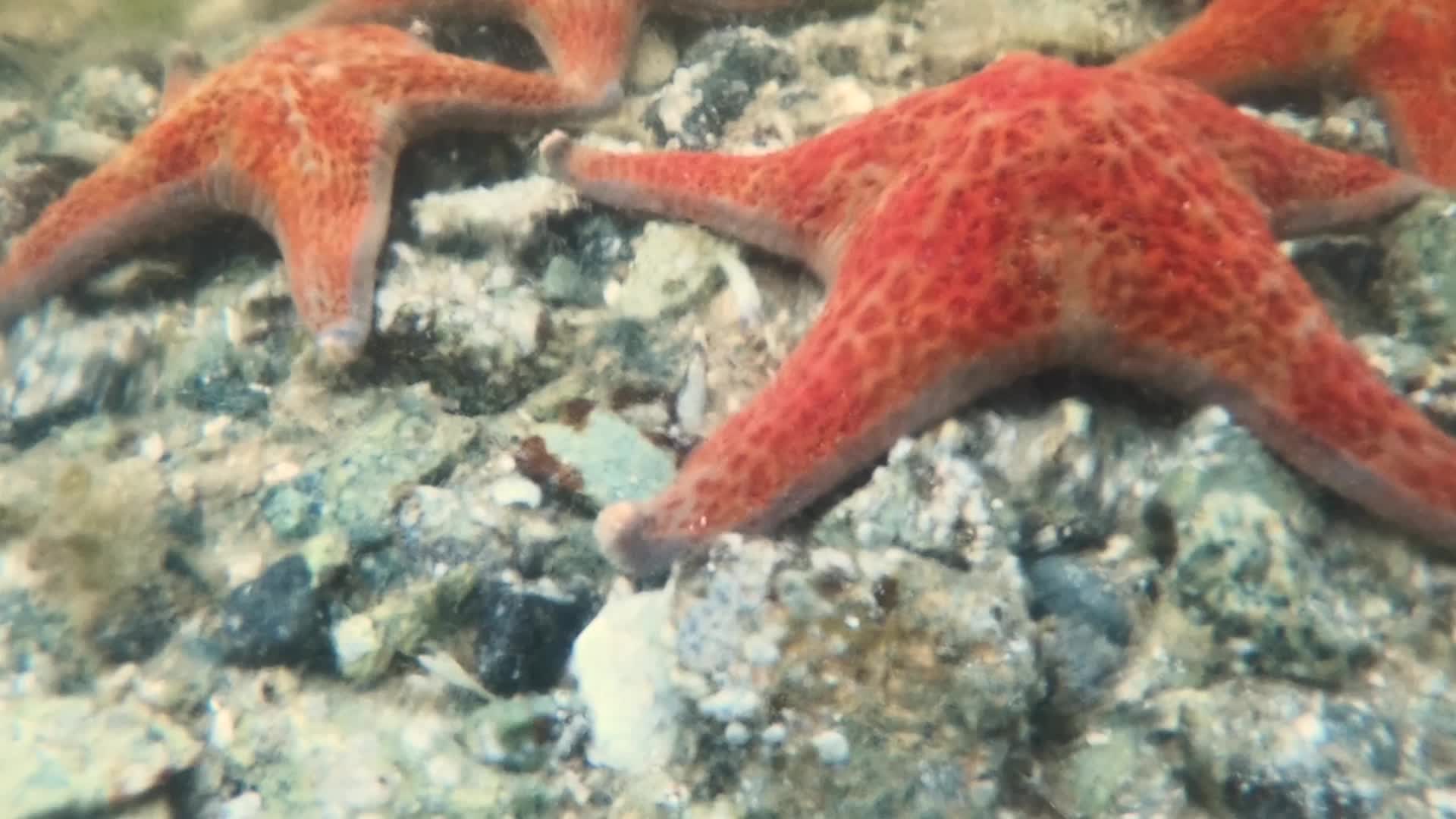 Starfish Arms Are Not Really Arms At All