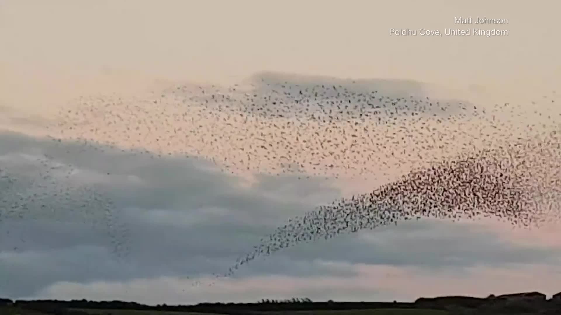 Starlings Put On Beautiful Bird Ballet
