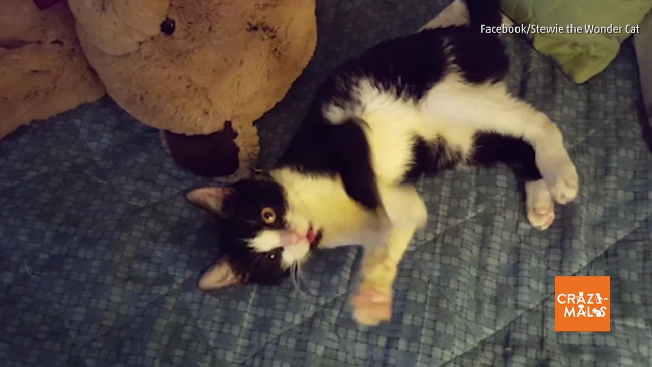 Stewie the Wonder Cat's Story Will Melt Your Heart