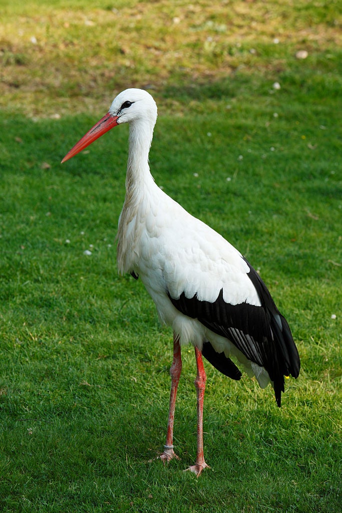 Storks have no sweat glands. They cool off by peeing down their own legs, where evaporation cools the blood on its way back to the body. 