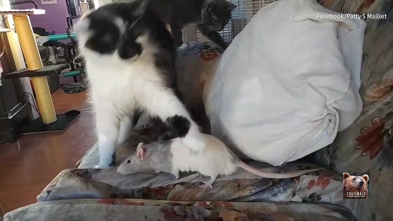 Strange BFFs: A Rat and a Cat