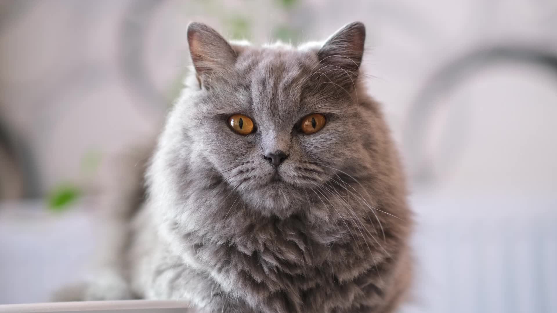 Study Finds The Longest (And Shortest) Living Cat Breeds