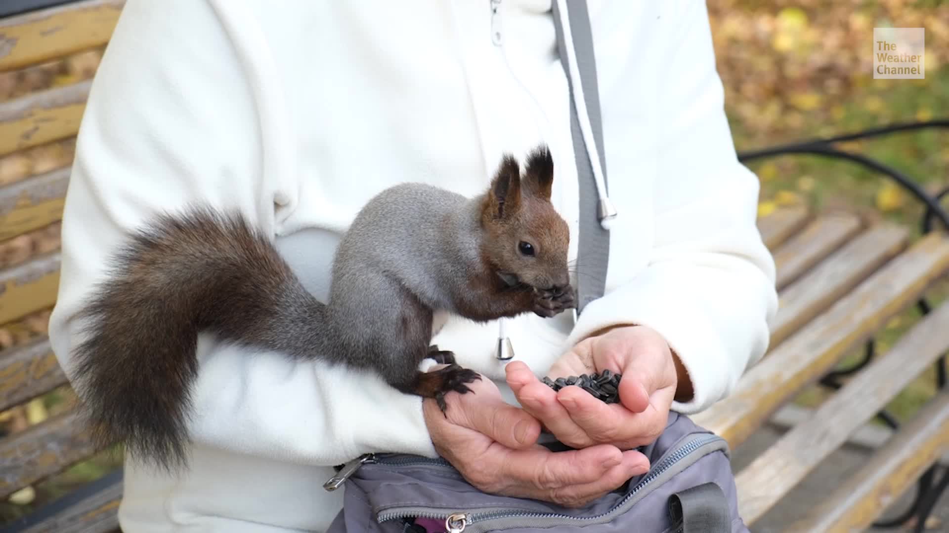 Study: Humans Infect Animals More Than Animals Infect People