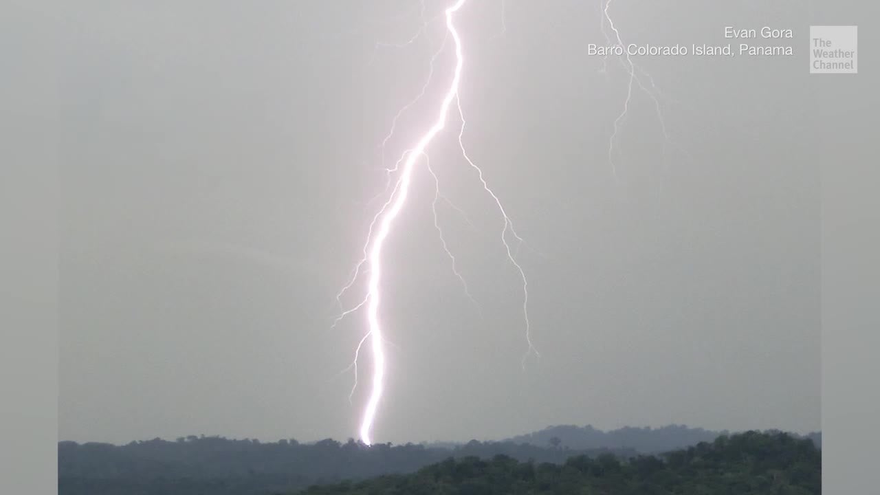 Study of Tropical Forest Insects Leads to Discovery of Killer Lightning