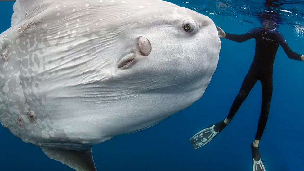 Study Reveals New Fish Species