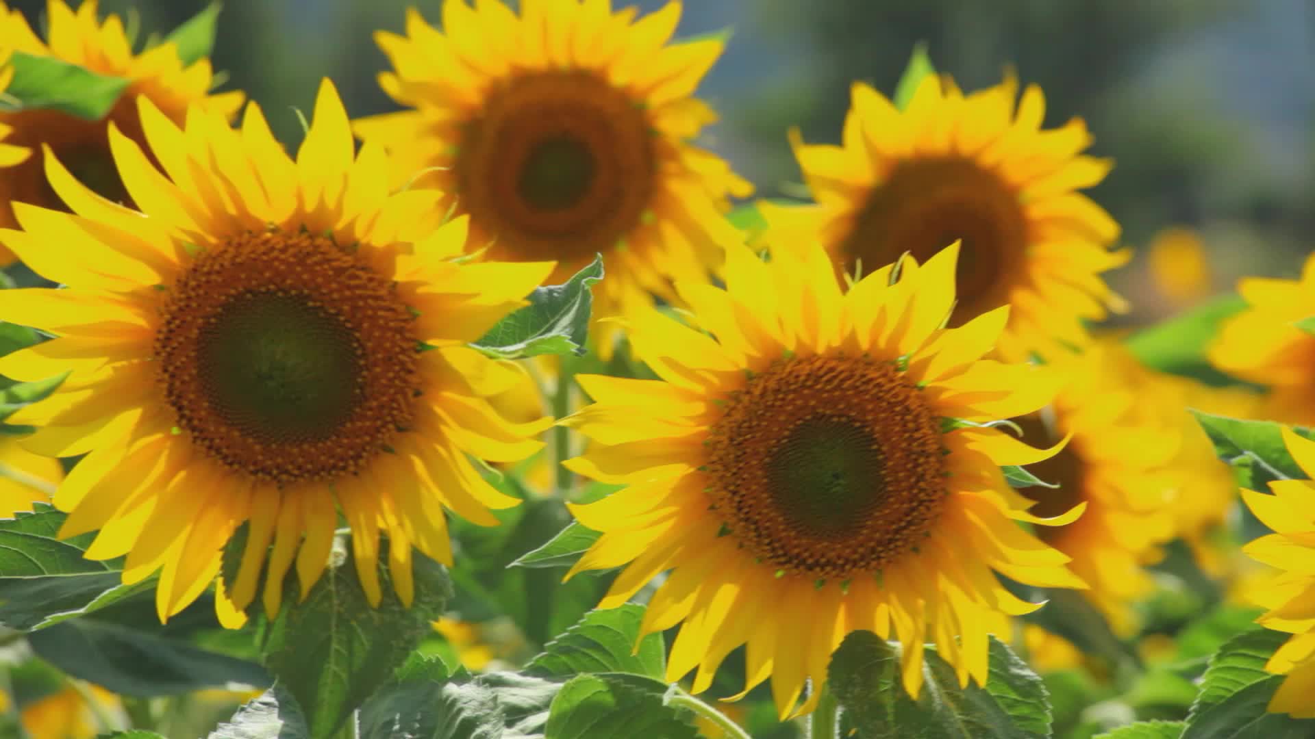 Study: Sunflowers Don&rsquo;t Throw Shade, They &lsquo;Dance&rsquo; To Grow