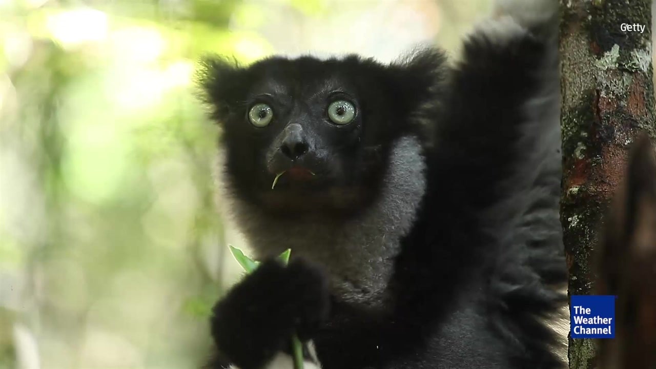 Study: Warming to Wipe Out Half of all Wildlife in Places Like Amazon