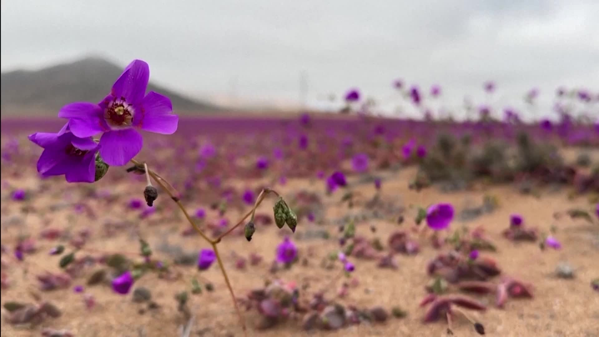 Stunning Flowers Show Off In The Driest Place On Earth