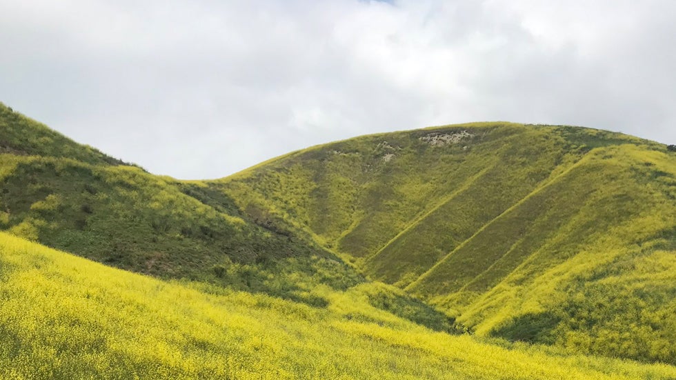 Super Bloom in Southern California Carries Wildfire Risk
