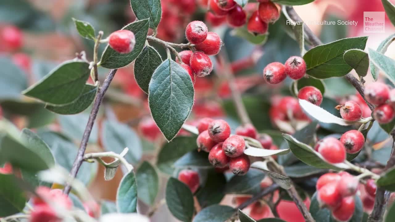 ‘Super Plant’ Can Soak Up Air Pollution