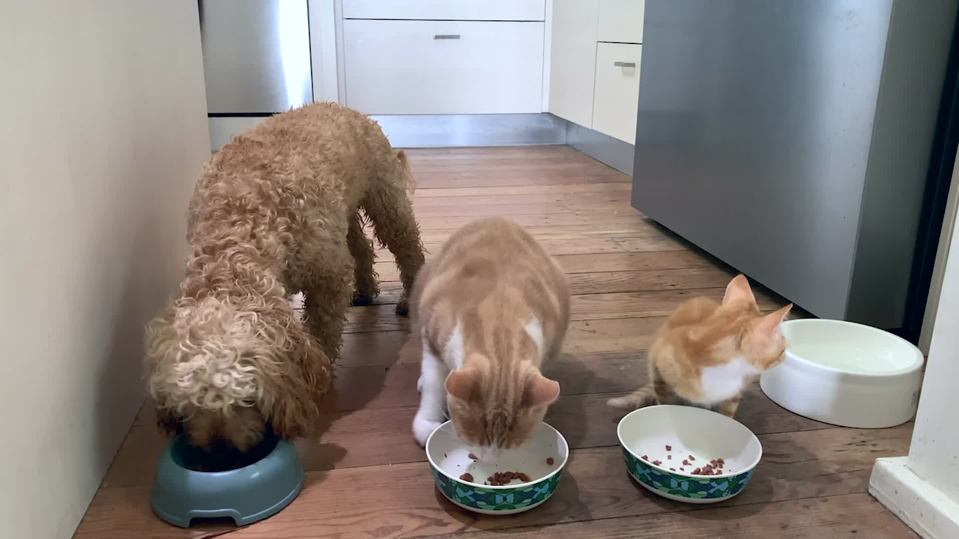 ‘Superbugs’ Pass Between Pets, Owners