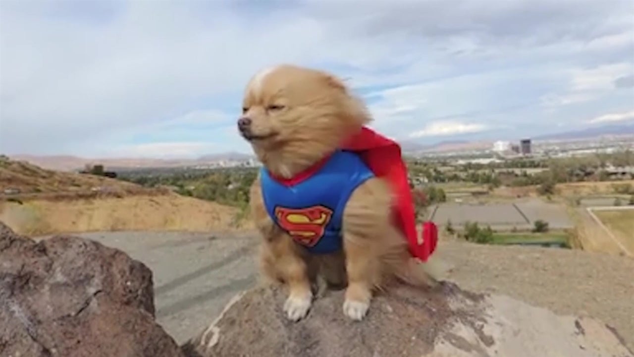 Superdog Braves Super Strong Winds in Reno