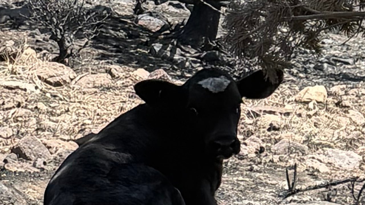 One of the cows that Utah rancher Trevor Barnson found alive after the Cottonwood Fire.