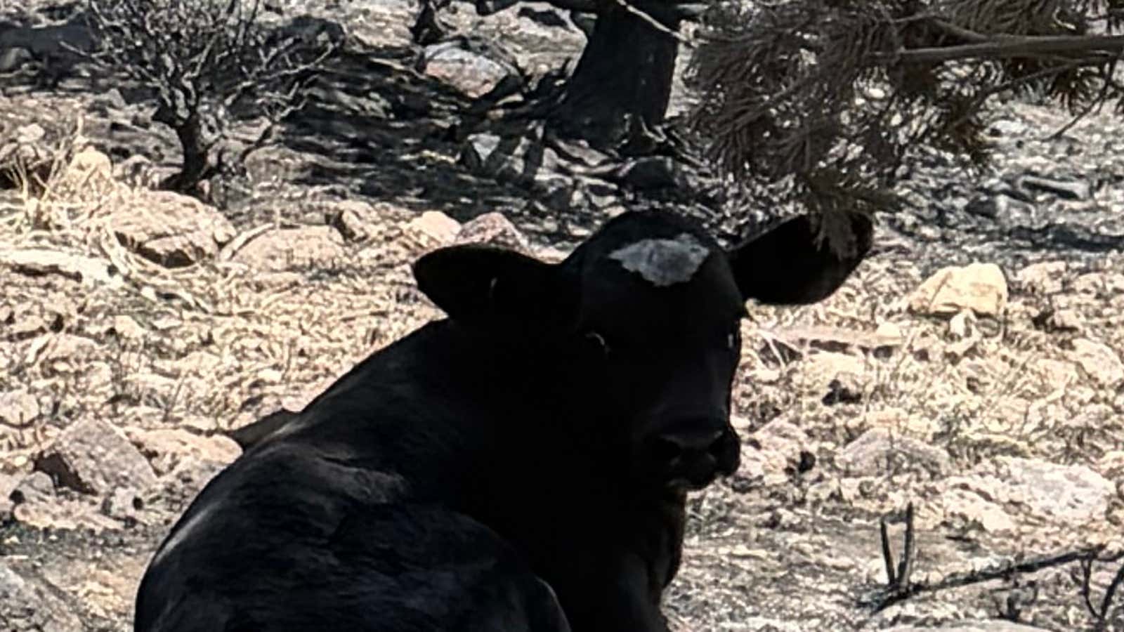 One of the cows that Utah rancher Trevor Barnson found alive after the Cottonwood Fire.