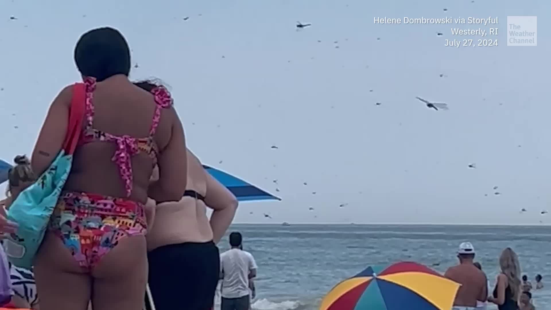 Swarm Of Dragonflies Surprises Rhode Island Sunbathers
